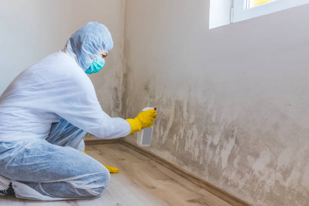 Licensed Mold Remediation service in Silver Spring, MD - Car Mold Remediation