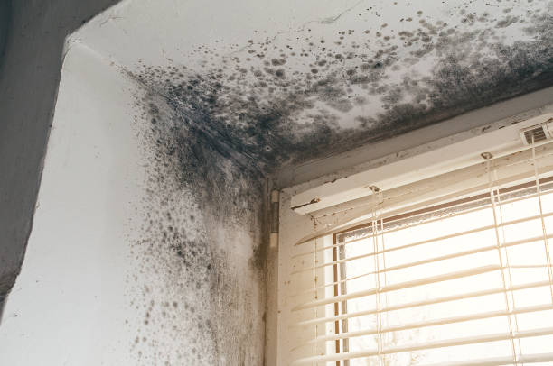 Affordable Mold Remediation solutions in Silver Spring, MD