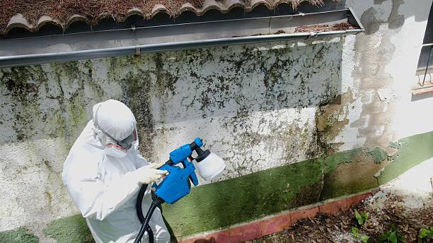 Top rated local Mold Remediation specialists in Silver Spring, MD